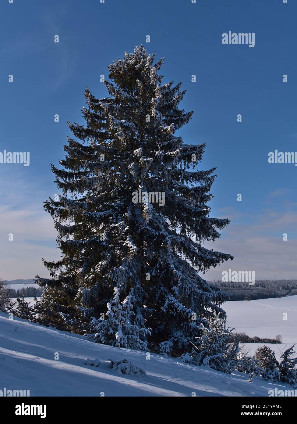Portrait view of snow-covered coniferous tree in winter season with beautiful white pattern on the green branches in the shadows of the afternoon sun. Stock Photo