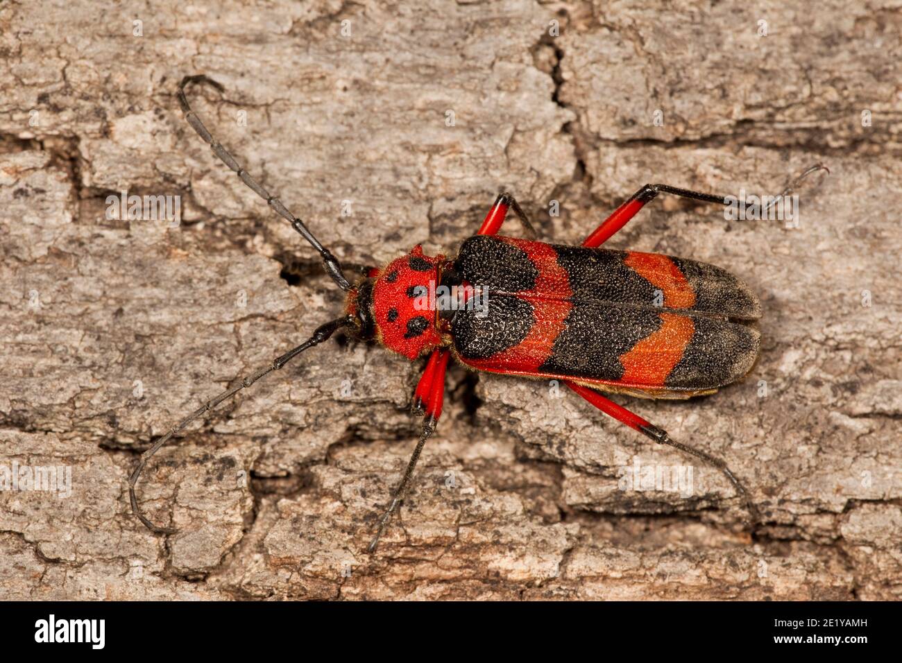 Texas Canyon Longhorn Beetle, Megapurpuricenus magnificus, Cerambycidae. Length 37 mm. Stock Photo