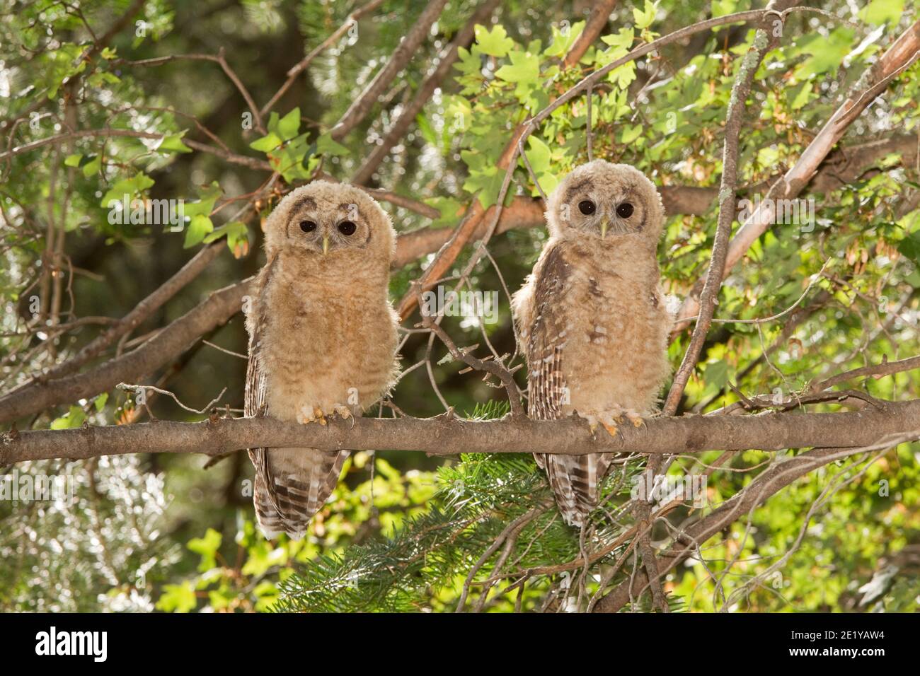 Strix occidentalis hi-res stock photography and images - Alamy