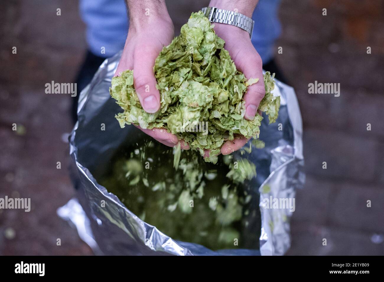 A brewery workers holds out cascade hops at a British beer brewery in South Yorkshire, UK. Stock Photo
