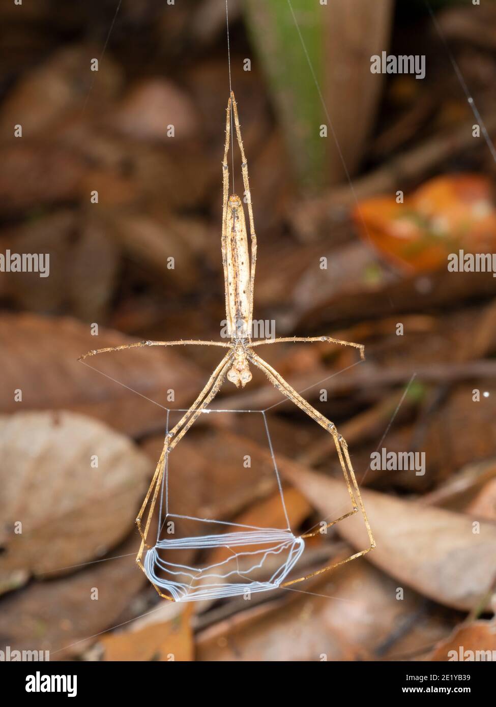 Ogre Faced Spider (Deinopis sp.). Holding its web ready to catch a prey item. In the rainforest, Ecuador Stock Photo