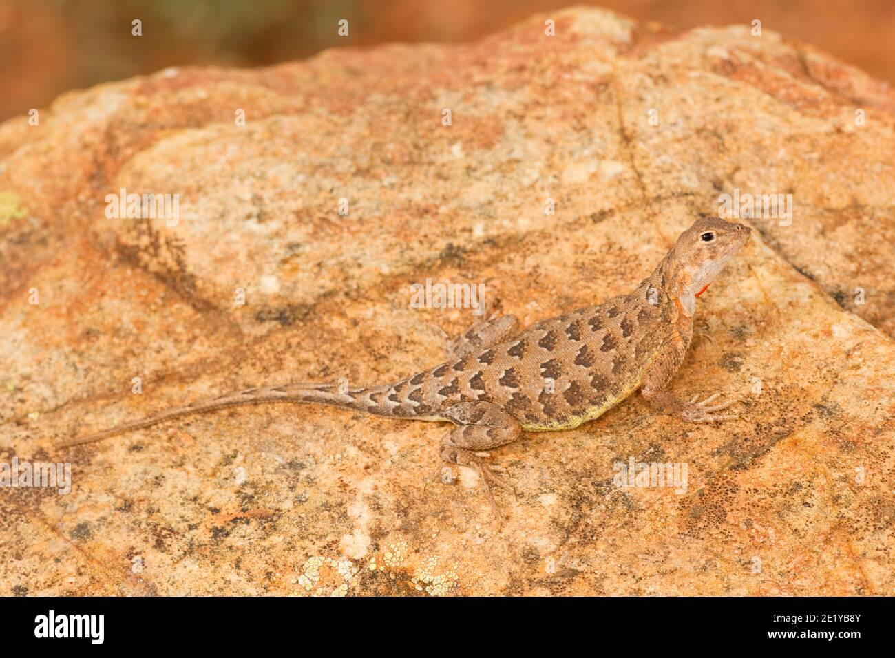 Elegant Earless Lizard female, Holbrookia elegans, perched on rock. Stock Photo