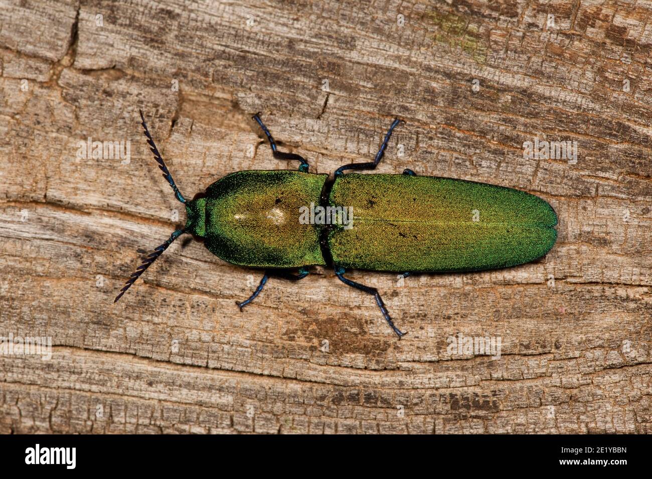 Click Beetle, Chalcolepidius smaragdinus, Elateridae. Length 27 mm. Found on mesquite tree. Stock Photo