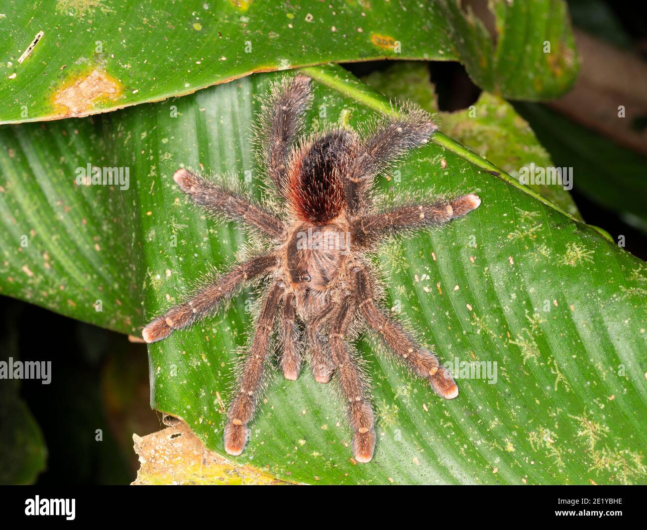 Tarantula (Avicularia sp.) on a palm trunk in the Ecuadorian Amazon