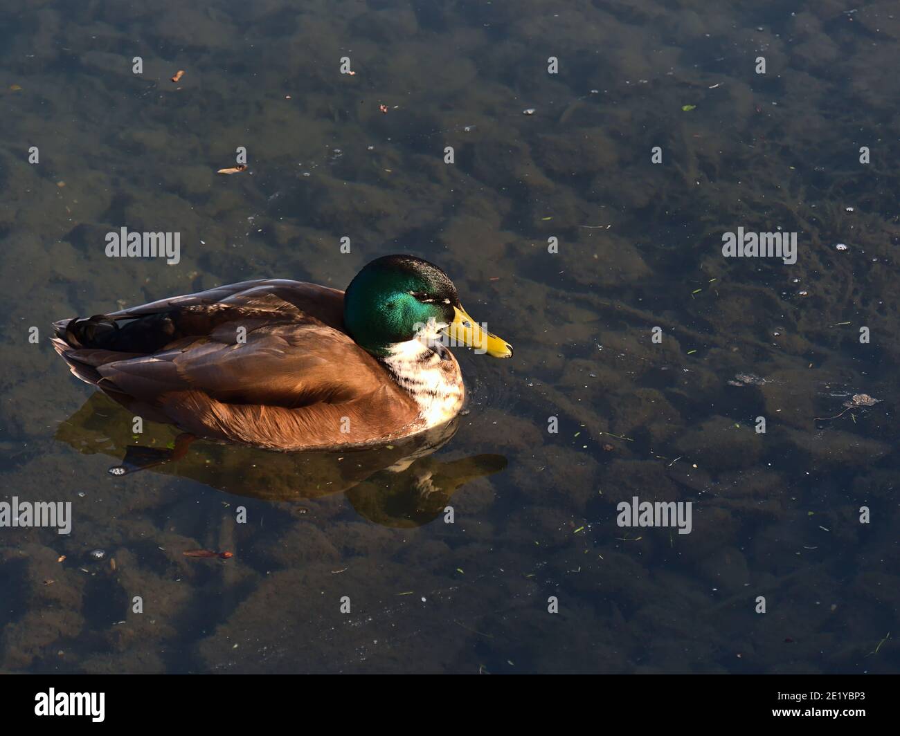 Male dabbling mallard duck (anas platyrhynchos) with beautiful green shimmering head, yellow beak and brown plumage swimming in pond in park. Stock Photo
