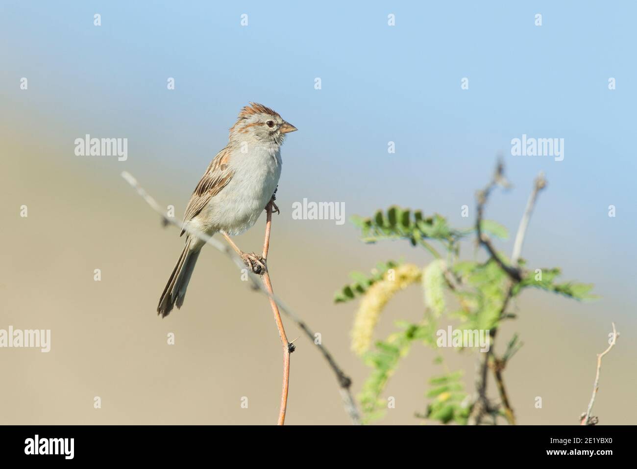 Rufous-winged Sparrow, Peucaea carpalis, perched in mesquite tree. Stock Photo