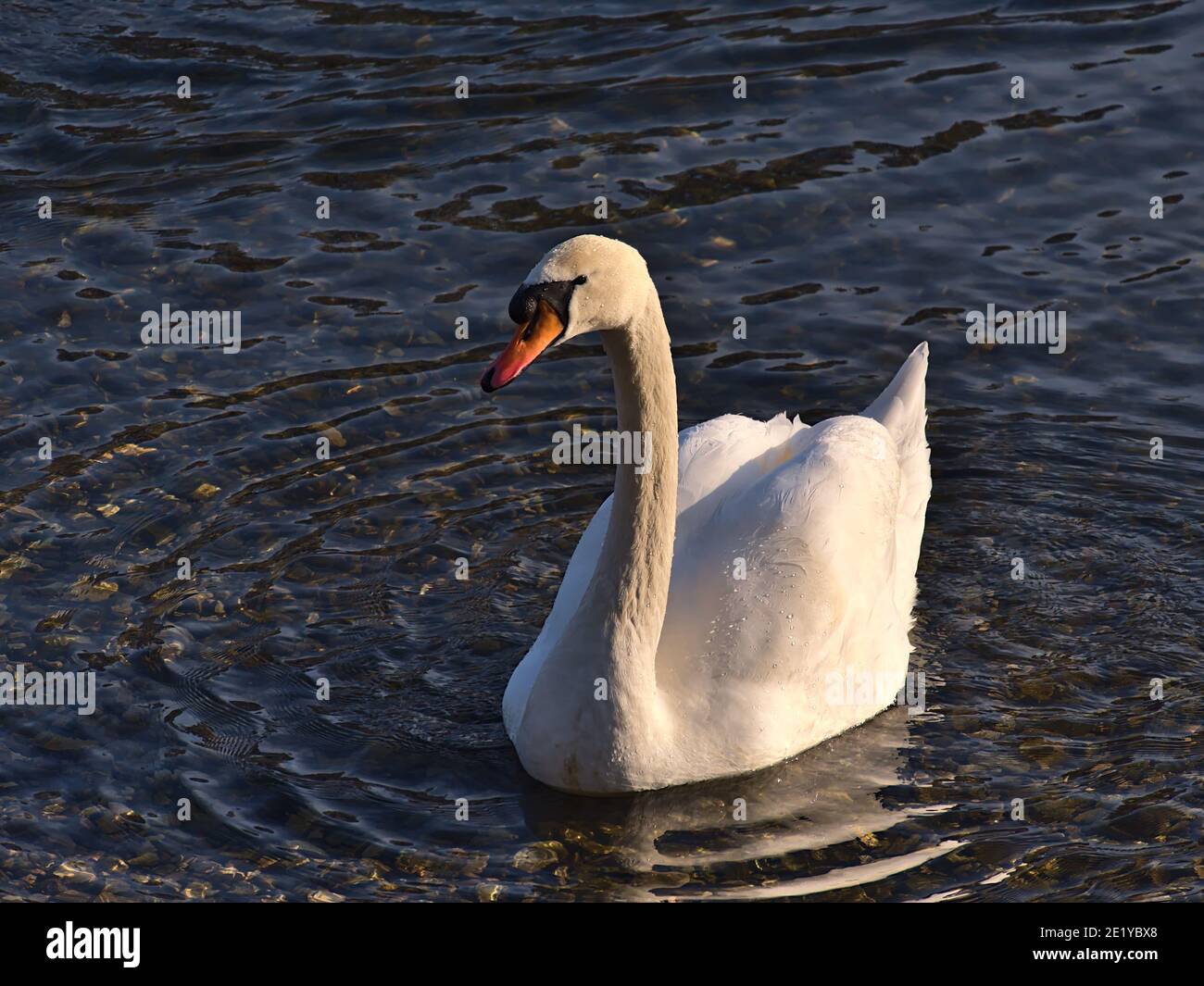 Closeup view of graceful mute swan (cygnus olor) with white plumage and orange beak at the shore of Danube River in Sigmaringen, Germany. Stock Photo