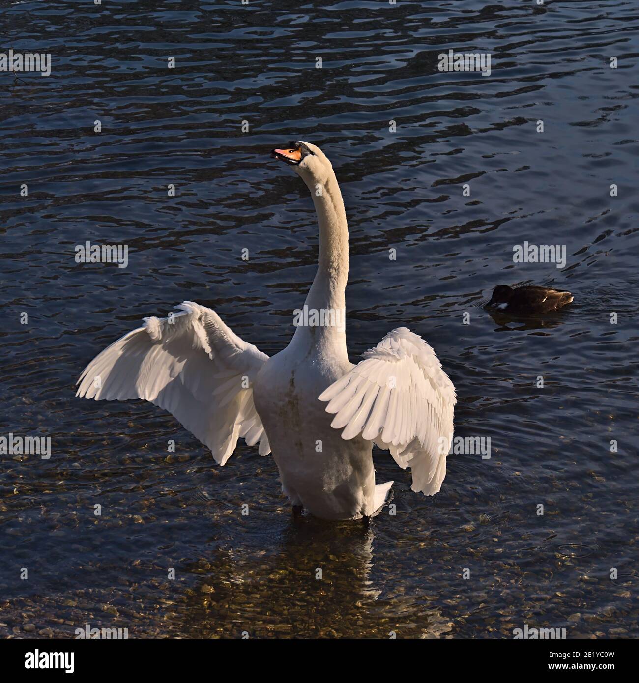 Closeup view of graceful mute swan (cygnus olor) with white plumage and orange beak standing tall with spread wings at the shore of Danube River. Stock Photo