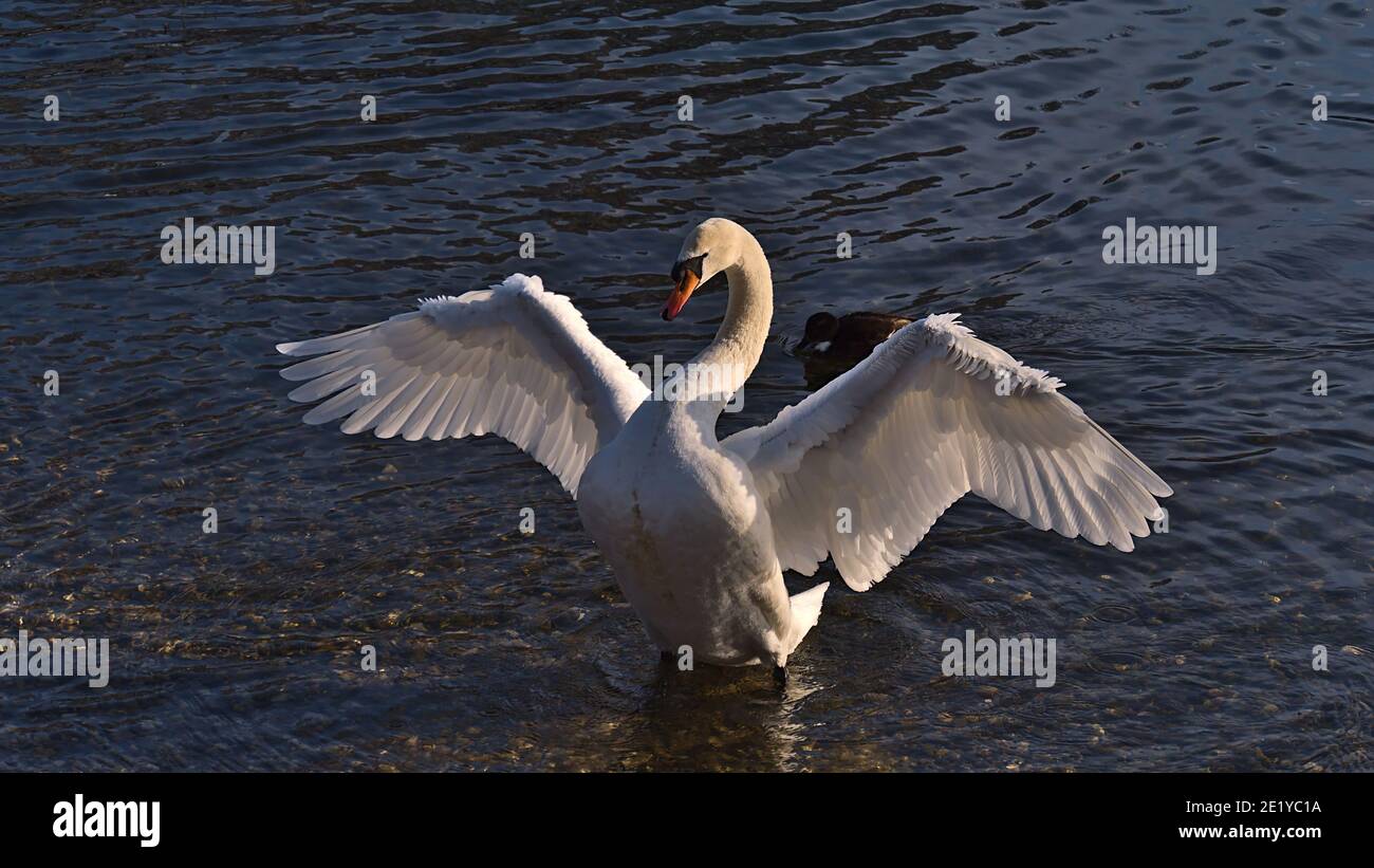 Charming mute swan (cygnus olor) with white plumage and orange beak standing tall with spread wings at shore of Danube River in Sigmaringen, Germany. Stock Photo