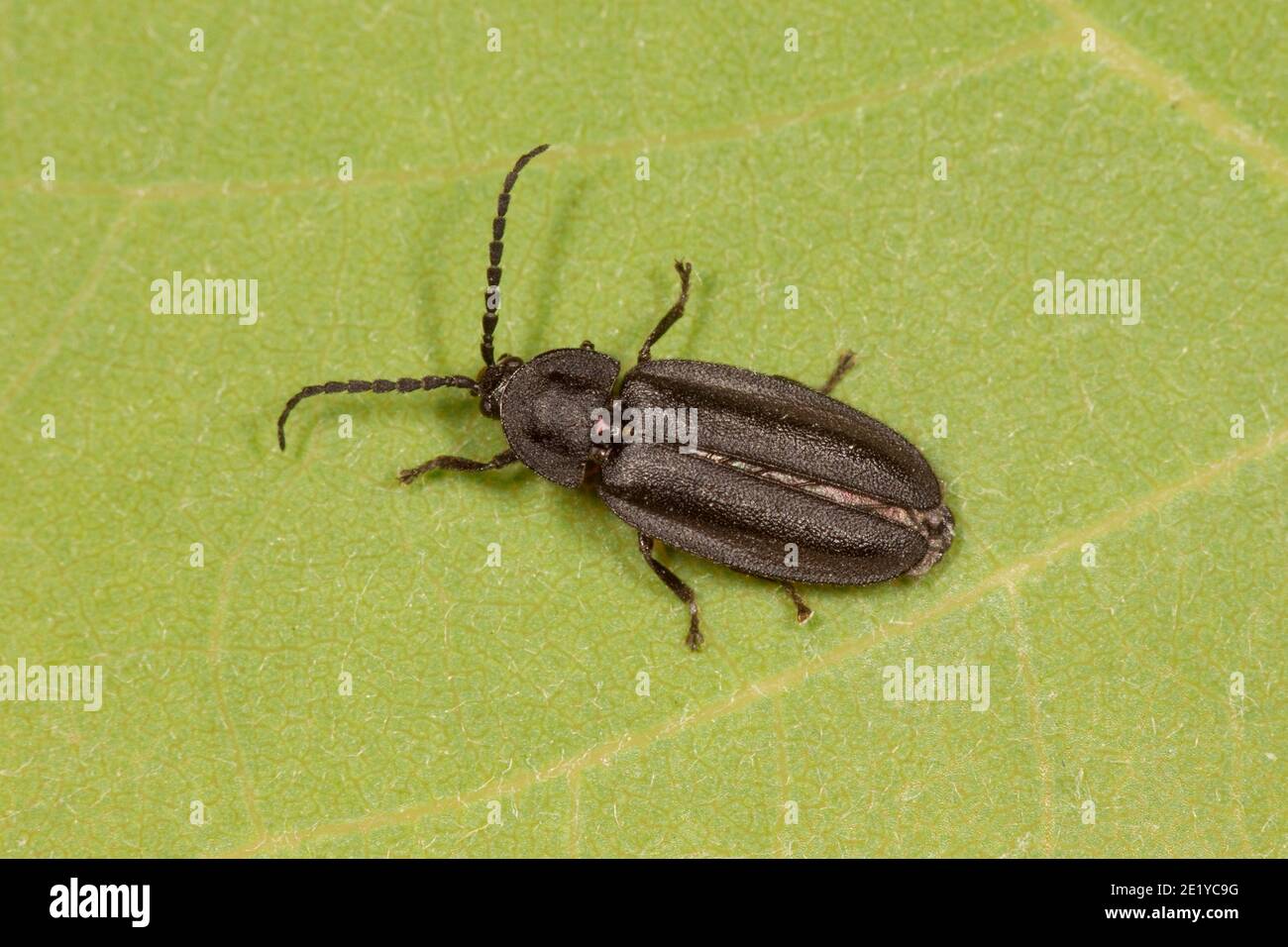 Diurnal Firefly, Ellychnia simplex, Lampyridae. Length 7 mm. Stock Photo
