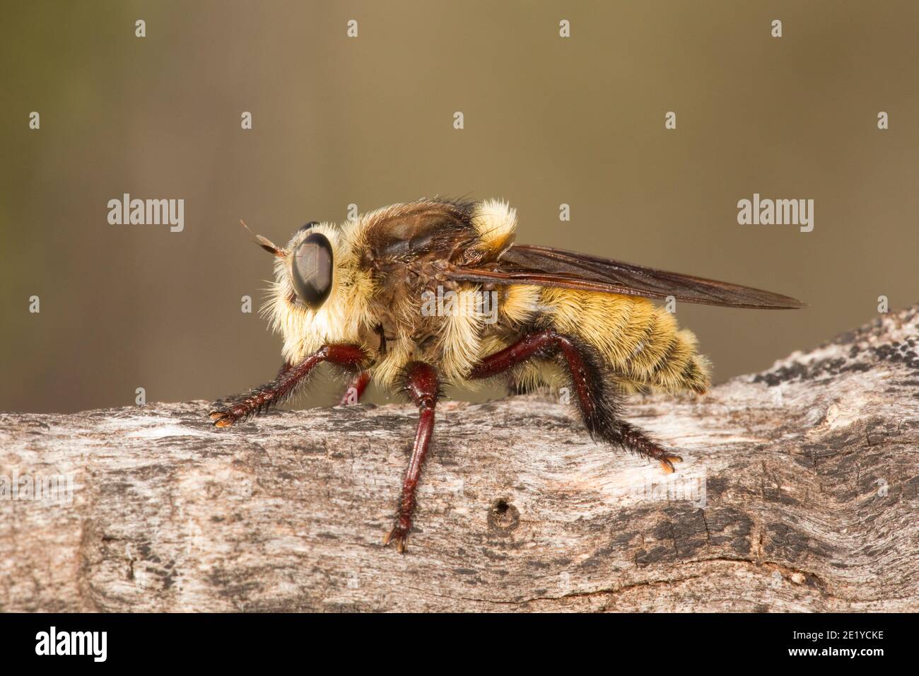 Bee Killer Robber Fly, Mallophora fautrix, Asilidae. Bumble Bee mimic