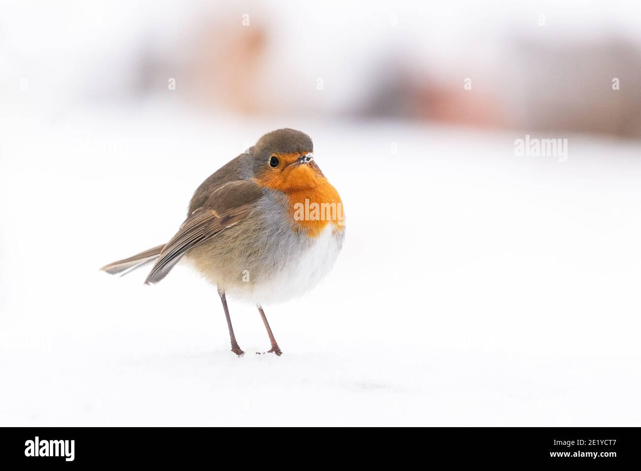 Robin - Erithacus rubecula - standing in snow - Scotland, UK Stock Photo