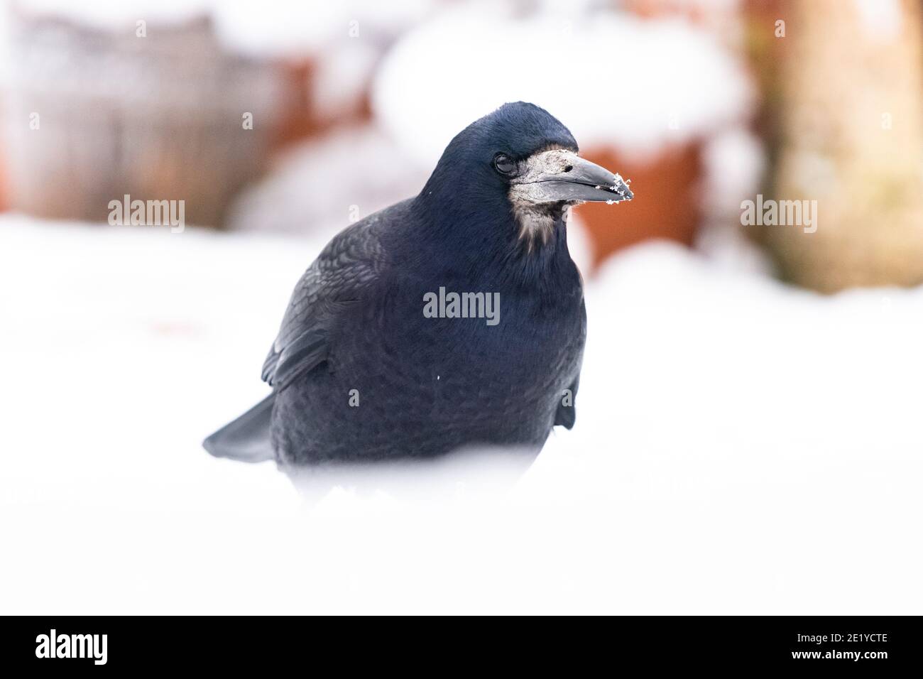 Rook uk winter hi-res stock photography and images - Alamy