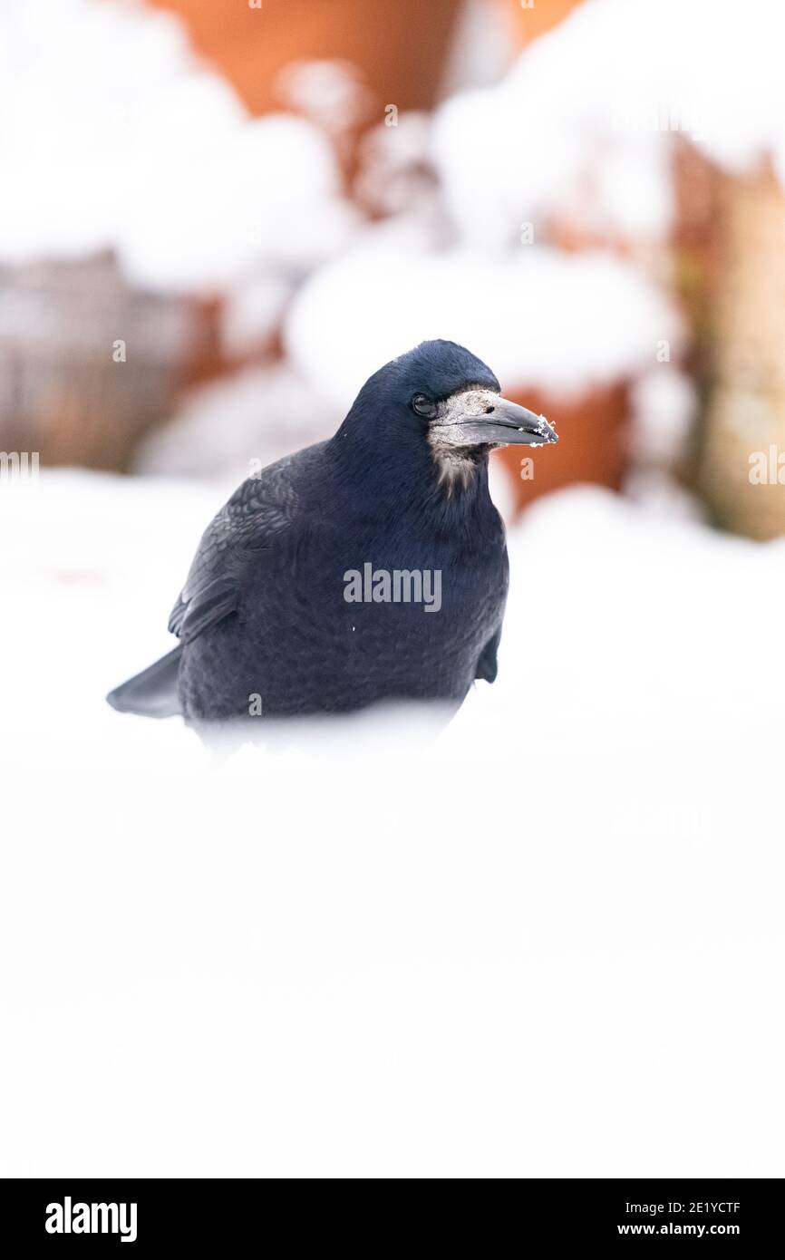 Rook uk winter hi-res stock photography and images - Alamy