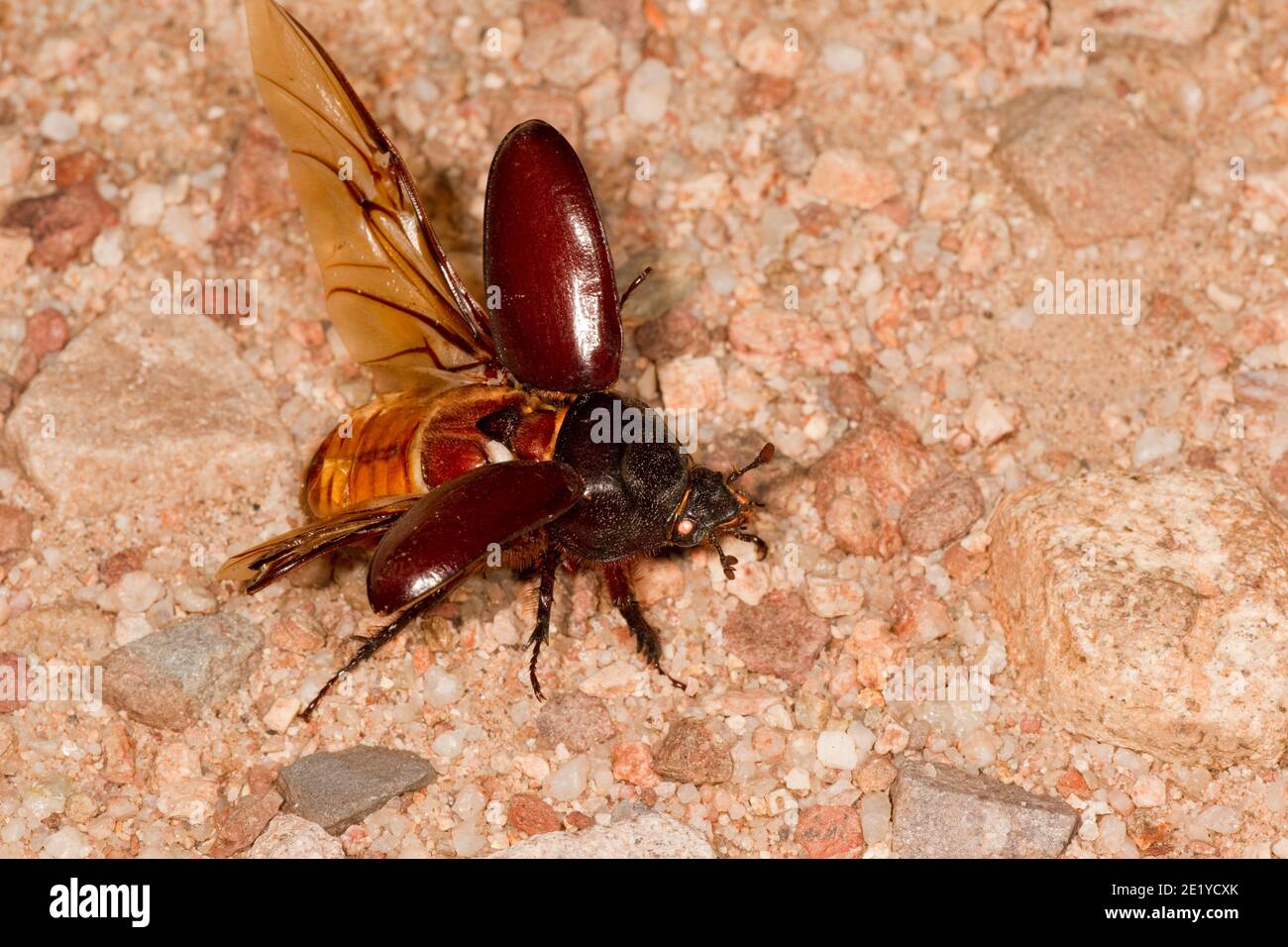 Ox Beetle female taking flight, Strategus aloeus, Scarabaeidae. Stock Photo