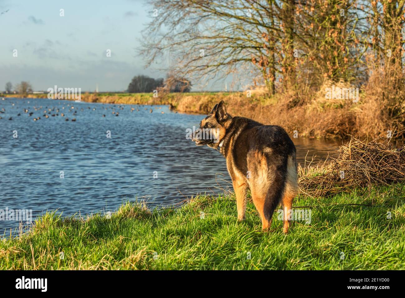 German Shepherd in focus stands on a bank in warm sunlight from the rising sun with a blurred meadow and water landscape in the background Stock Photo