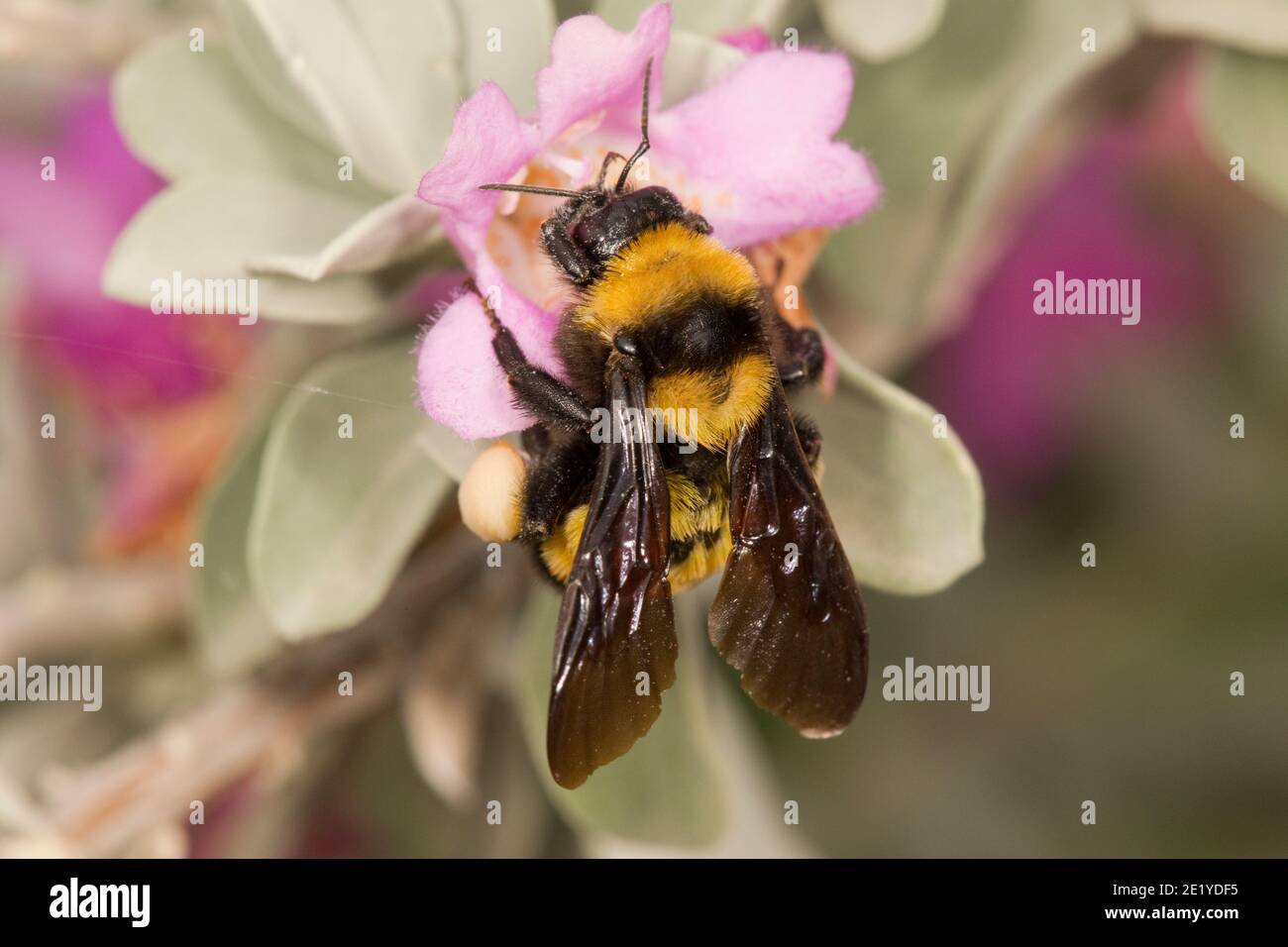 Sonoran Bumble Bee, Bombus sonorus, Apidae. Nectaring at Cenizo, Leucophyllum frutescens. Stock Photo