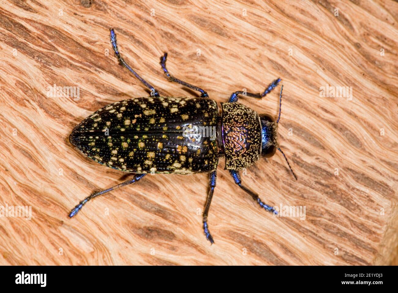 Metallic Wood-boring Beetle, Lampetis webbii, Buprestidae. Length 30 mm. Stock Photo