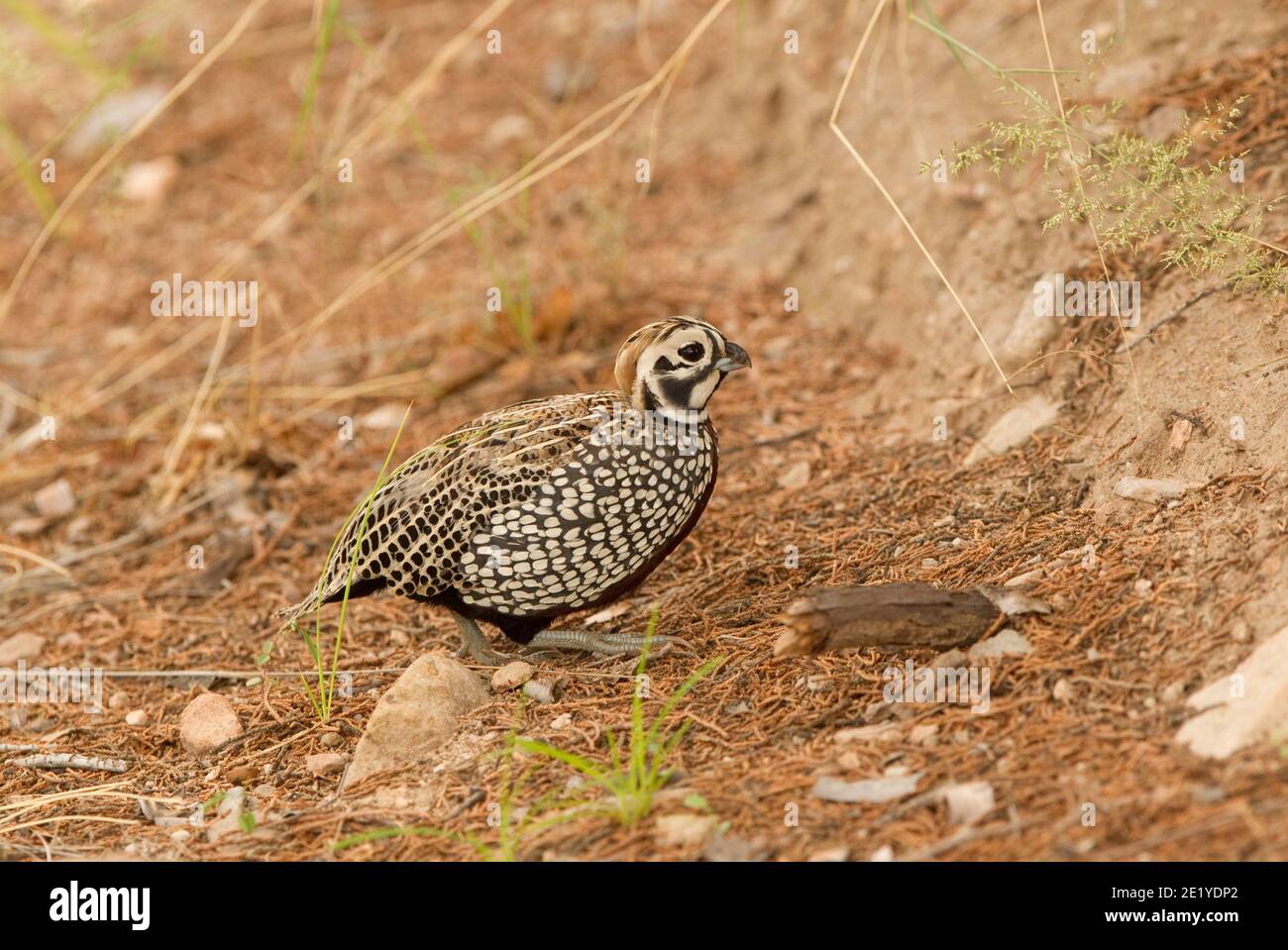Montezuma Quail male, Cyrtonyx montezumae Stock Photo Alamy