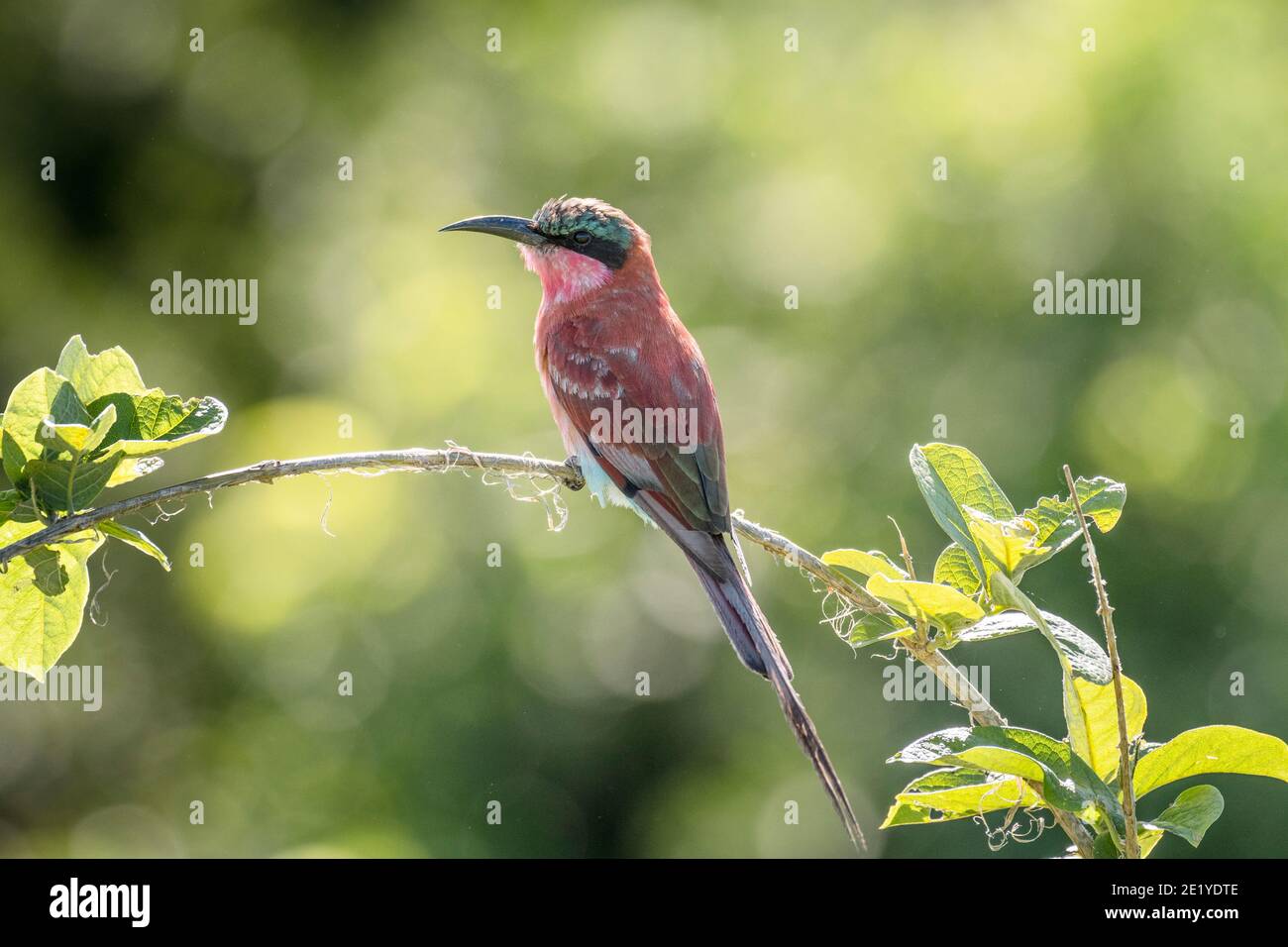 Southern Carmine Bee-Eater (Merops nubicoides) bird with worn plumage / feathers in Chobe National Park, Botswana, Africa. Stock Photo