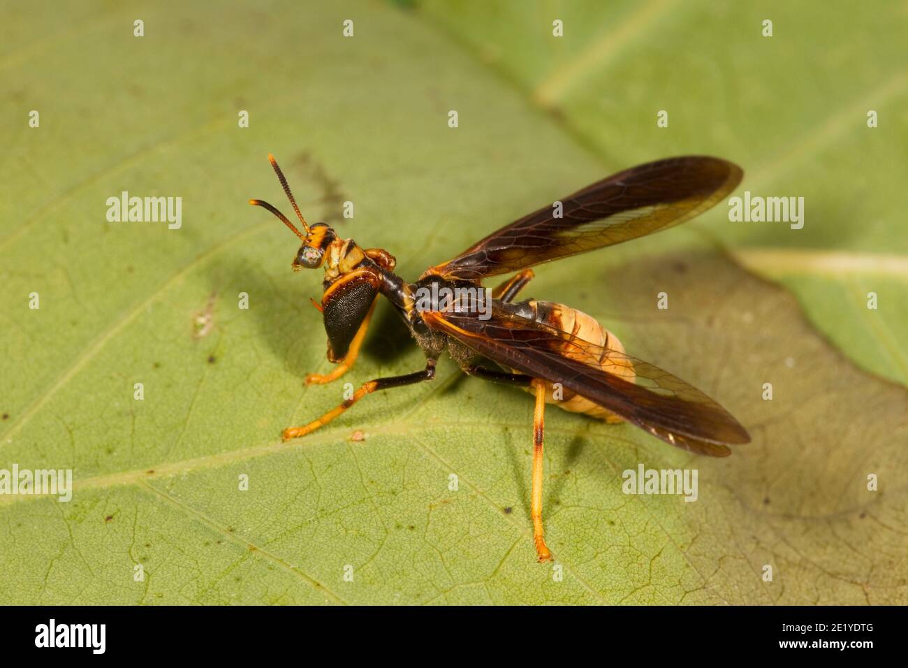 Wasp Mantidfly, Climaciella brunnea, Mantispidae. Polistes wasp mimic, paper wasp mimic. Stock Photo