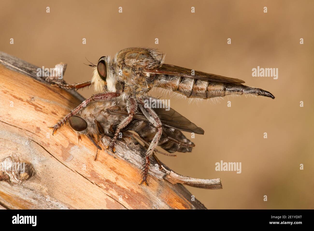 Robber Fly female, Promachus truquii, Asilidae. Feeding on Horse Fly, Tabanus sp., Tabanidae. Stock Photo
