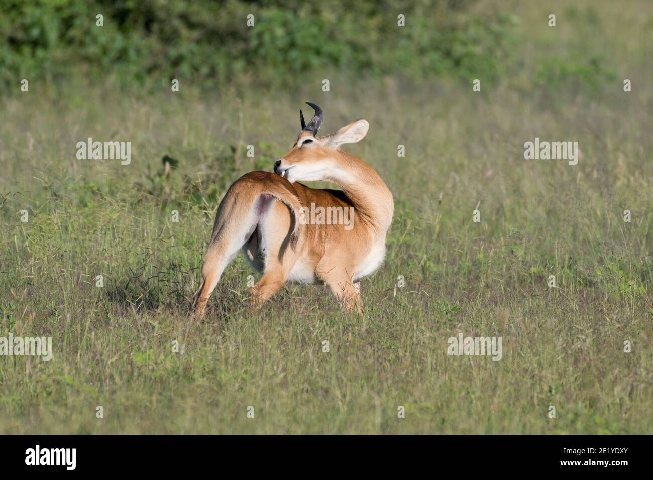 A male Puku antelope (Kobus vardonii) grooming itself in typical grassland habitat, Chobe National Park, Botswana, Africa. Stock Photo