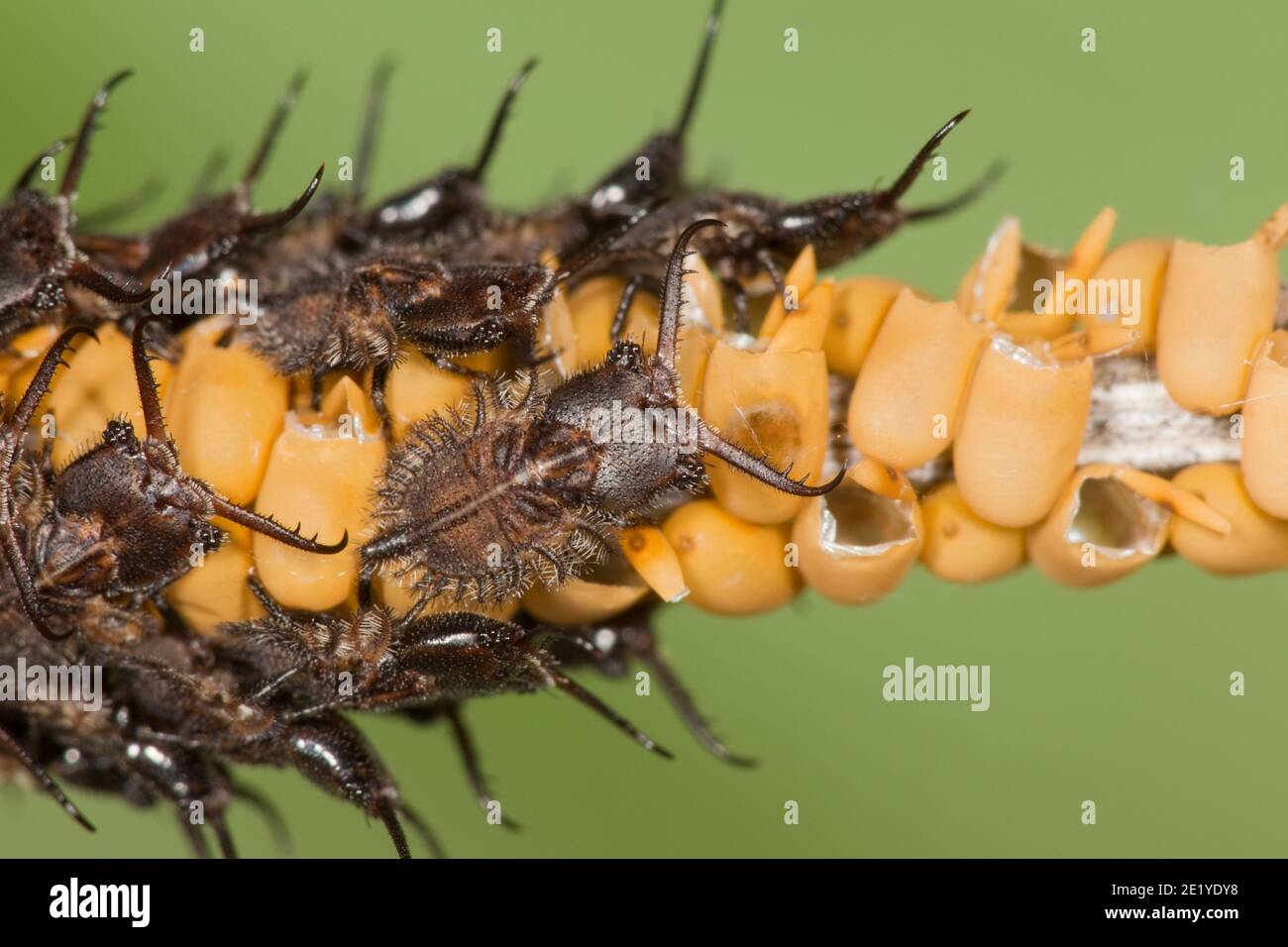 Recently hatched Owlfly larvae on eggs, Ascalaphidae. Length 4 mm excluding mandibles. Stock Photo