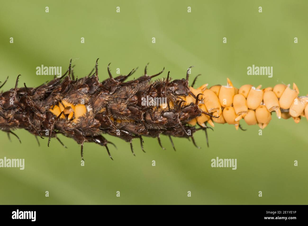 Recently hatched Owlfly larvae on eggs, Ascalaphidae. Length 4 mm excluding mandibles. Stock Photo