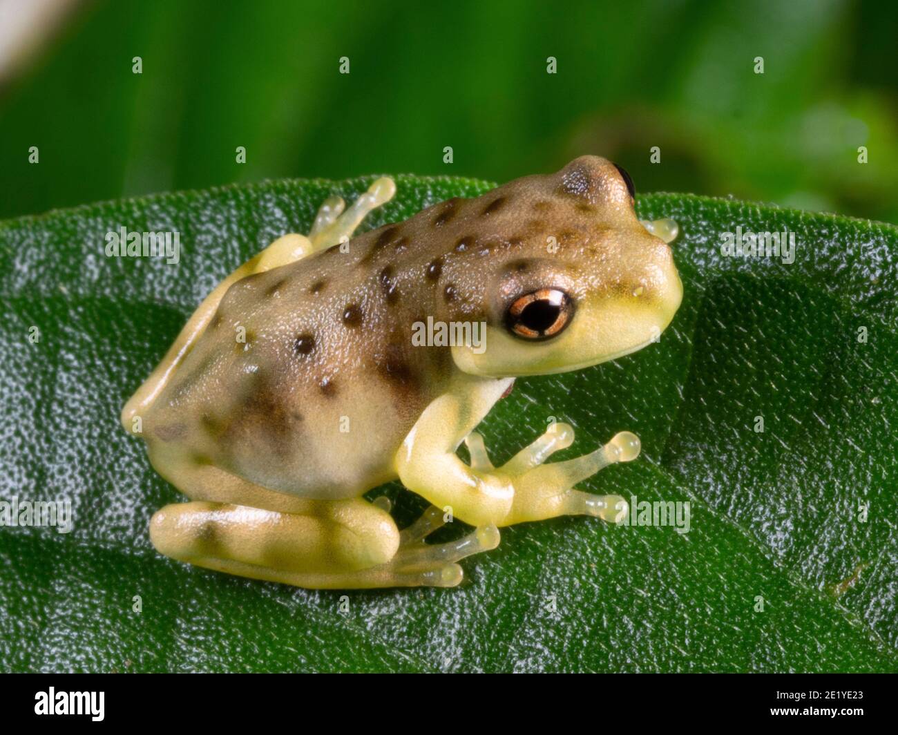 Page 2 - Metamorph High Resolution Stock Photography and Images - Alamy