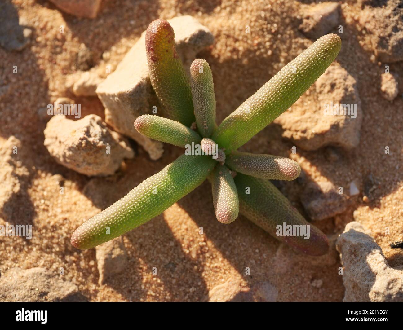 Mesembryanthemum cryptanthum succulent growing in the Moroccan desert Stock Photo