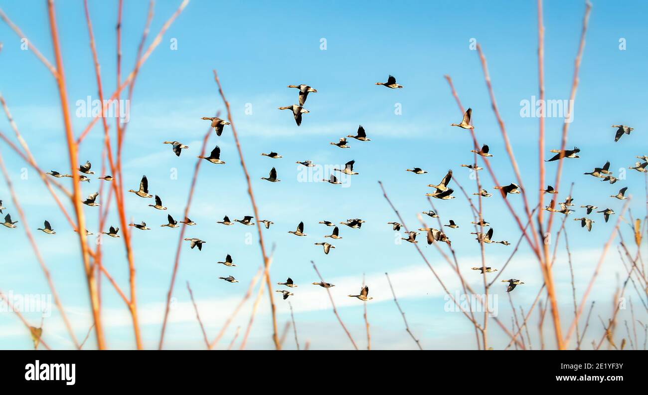 Group of wild geese flying in the blue sky. Stock Photo