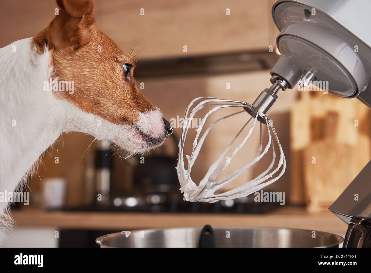 Dog licking food processor whisk in the kitchen Stock Photo Alamy