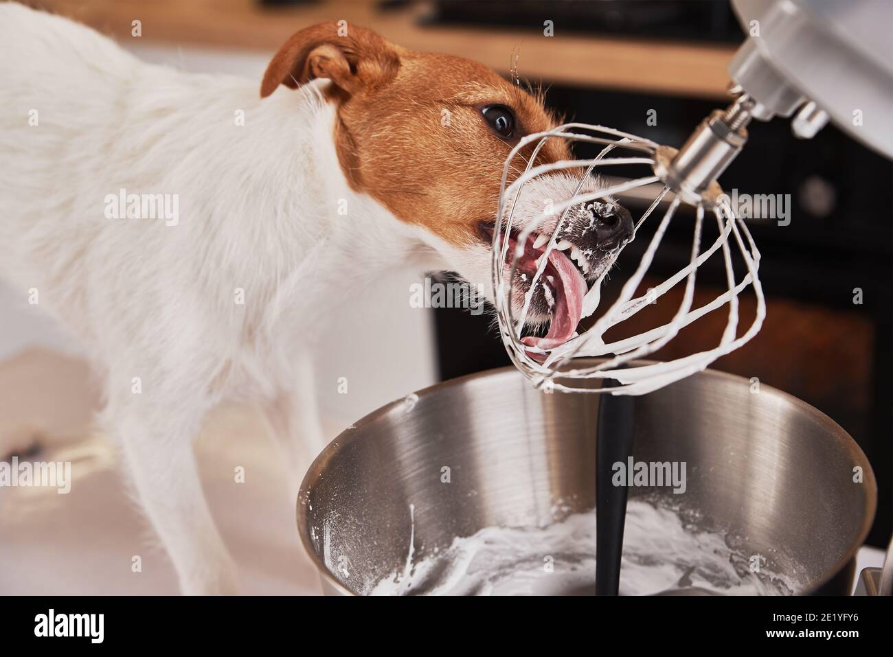 Dog licking food processor whisk in the kitchen Stock Photo Alamy