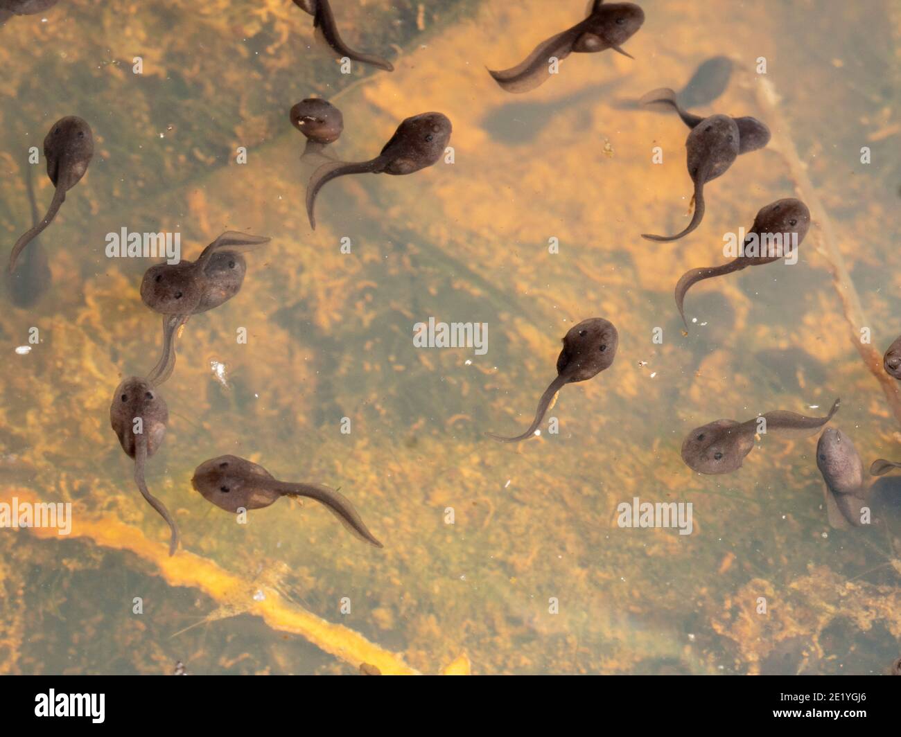 Tadpoles in a rainforest pond in the Ecuadorian Amazon Stock Photo Alamy