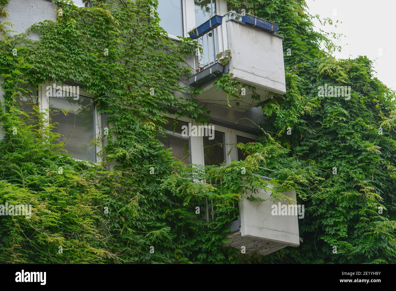 Fassadenbegruenung, Wohnhaus, Koeln, Nordrhein-Westfalen, Deutschland Stock Photo