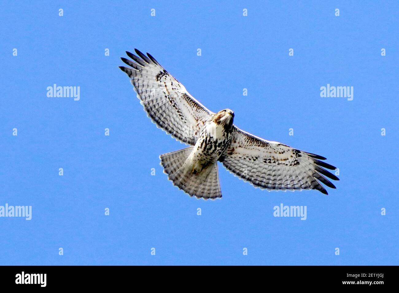 Red Tailed Hawk flying on bright blue winter sky Stock Photo