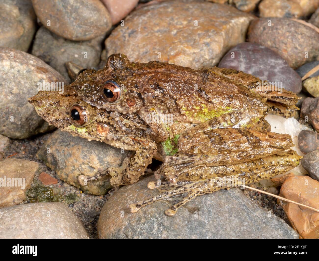 Amplexus Fringe-lipped treefrog (Scinax garbei) pair in amplexus in the ...
