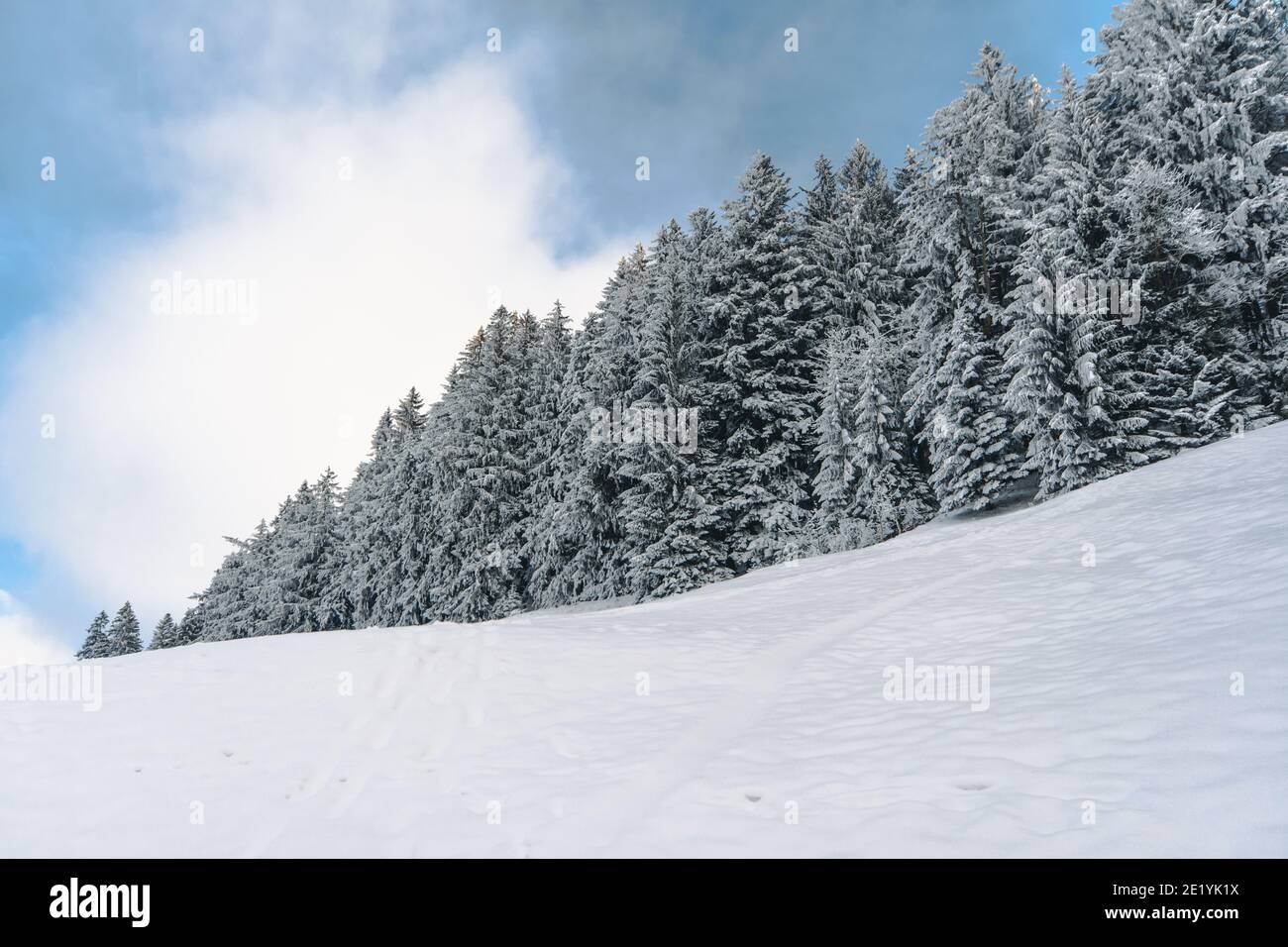 Snow field with snowy forest and blue sky Stock Photo - Alamy