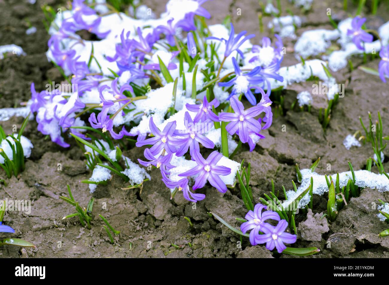 Pale pink snowdrops with a blue tint chionodoxa closeup with green leaves and partially covered with freshly fallen snow. Natural background Stock Photo