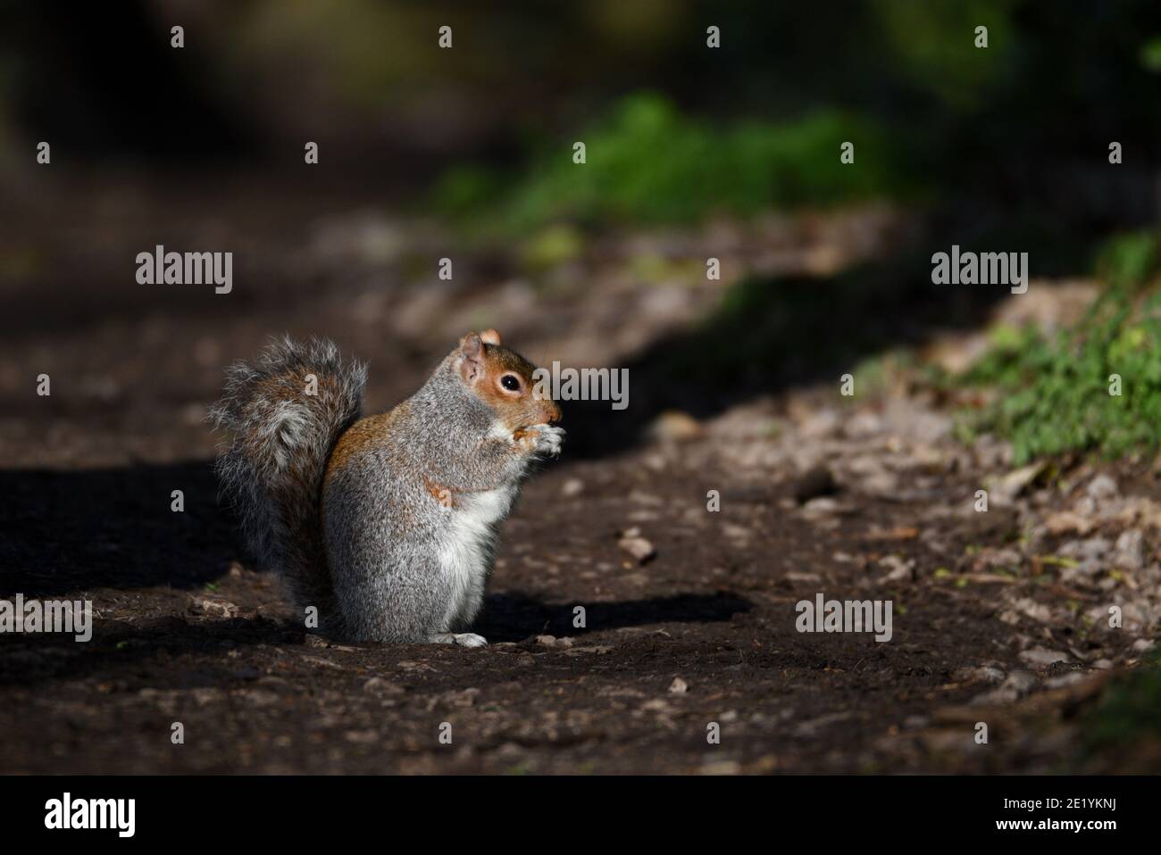 Gray squirrel sitting and feeding on forest path in natural setting Stock Photo