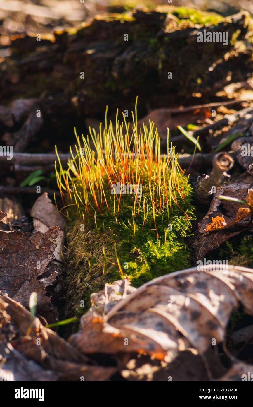 Moss Tortula muralis between dry leaves in forest at sunny spring day. Selective focus, vertical view Stock Photo