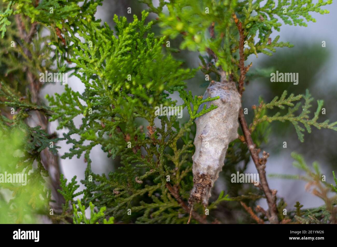 insect cocoon larva hanging from plant Stock Photo