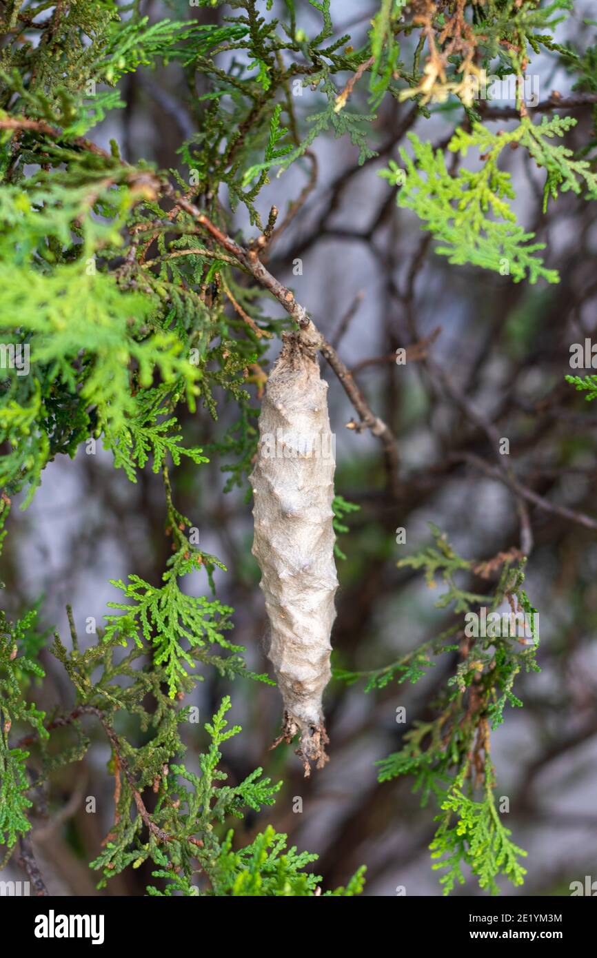 insect cocoon larva hanging from plant Stock Photo