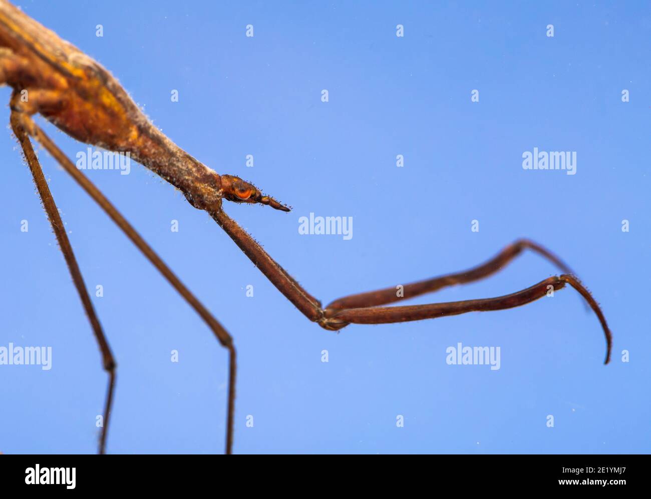 Needle bug Stock Photo