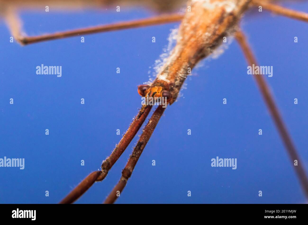 Needle bug Stock Photo