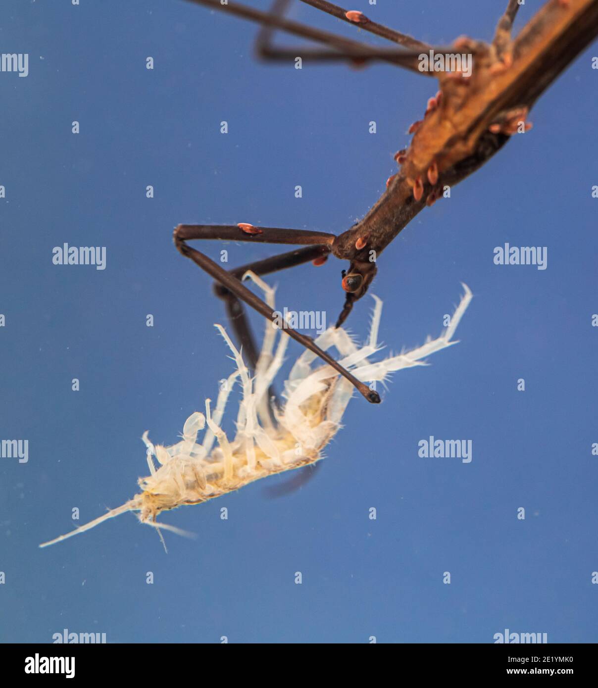 Needle bug Stock Photo