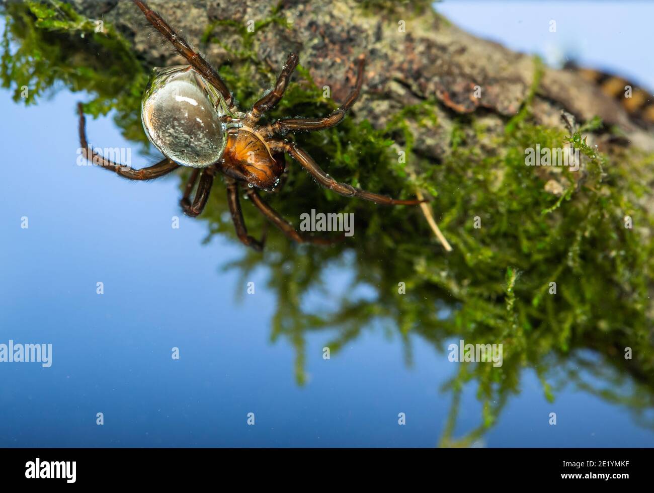 Diving bell spider Stock Photo Alamy