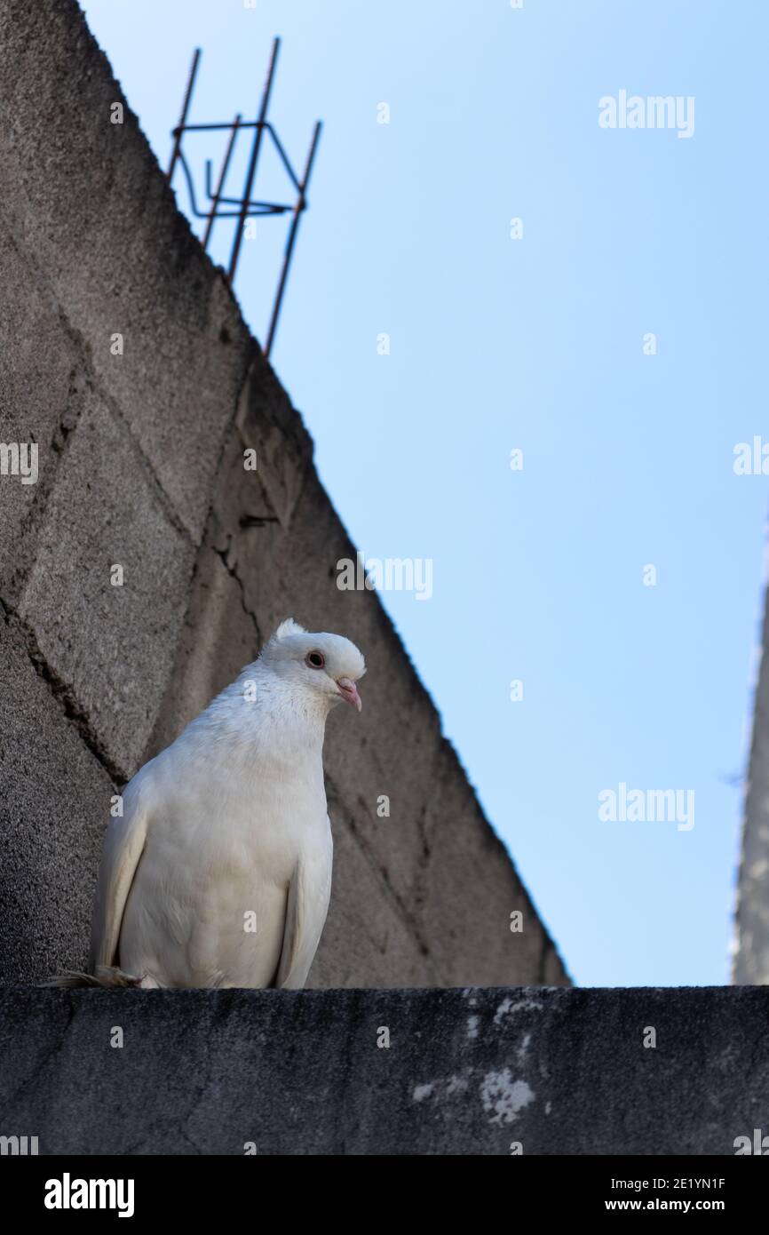 white dove during the day Stock Photo