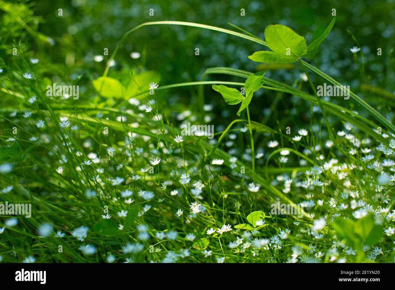 A green field with delicate small white blooming flowers. Lightness and greenery. Spring. Stock Photo